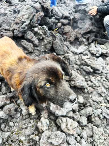 cute dog in pacaya volcano